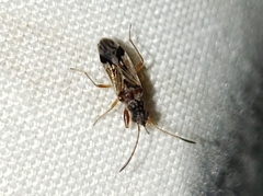 Pseudopachybrachius vinctus