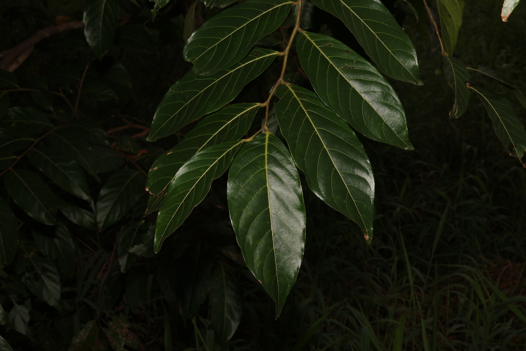 Umbrella Cheese Tree from Landsborough QLD 4550, Australia on January