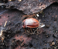 Ophiocordyceps entomorrhiza
