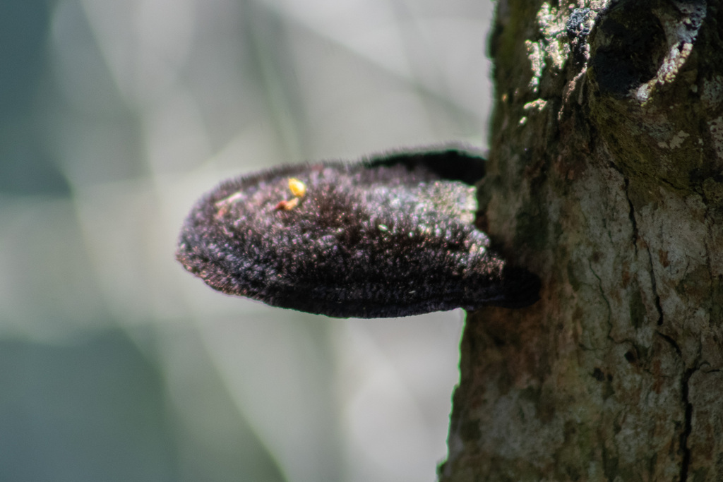 Hexagonia hydnoides · January 2024 · photo: © francisco_bezerra (iNaturalist, cc-by-nc)