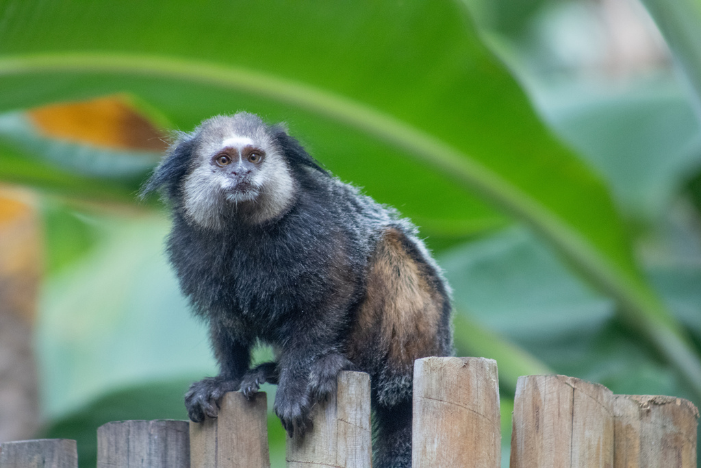 Wied's Marmoset