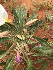 Oenothera deltoides