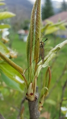 Nephrotoma appendiculata