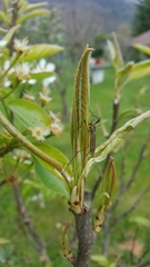 Nephrotoma appendiculata