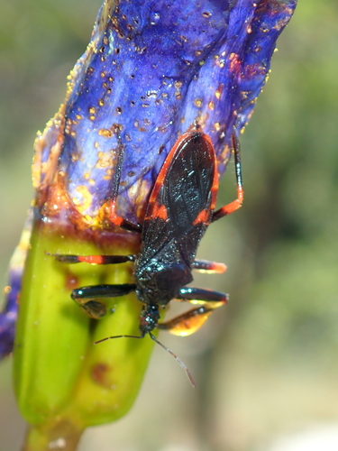 Ponerobia bipustulata