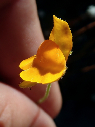 Genlisea aurea (Genlisea aurea)