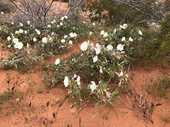Oenothera deltoides