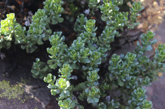 Ericameria cuneata spathulata