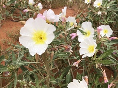 Oenothera deltoides