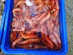 ヒカリチヒロエビ