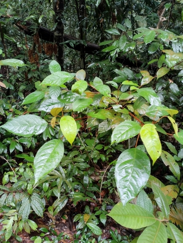 Croton argyratus observed 2024-01-17