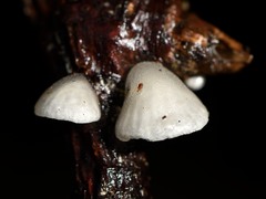 Hohenbuehelia cyphelliformis