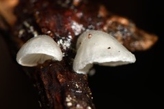 Hohenbuehelia cyphelliformis