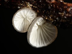 Hohenbuehelia cyphelliformis