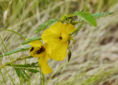 Chamaecrista fasciculata