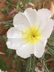 Oenothera deltoides