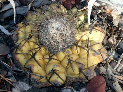 Discocactus heptacanthus