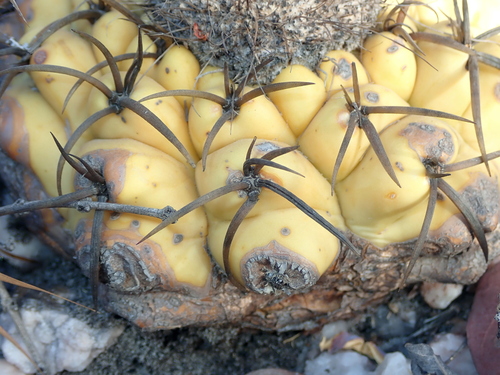 Discocactus heptacanthus