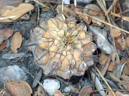 Discocactus heptacanthus