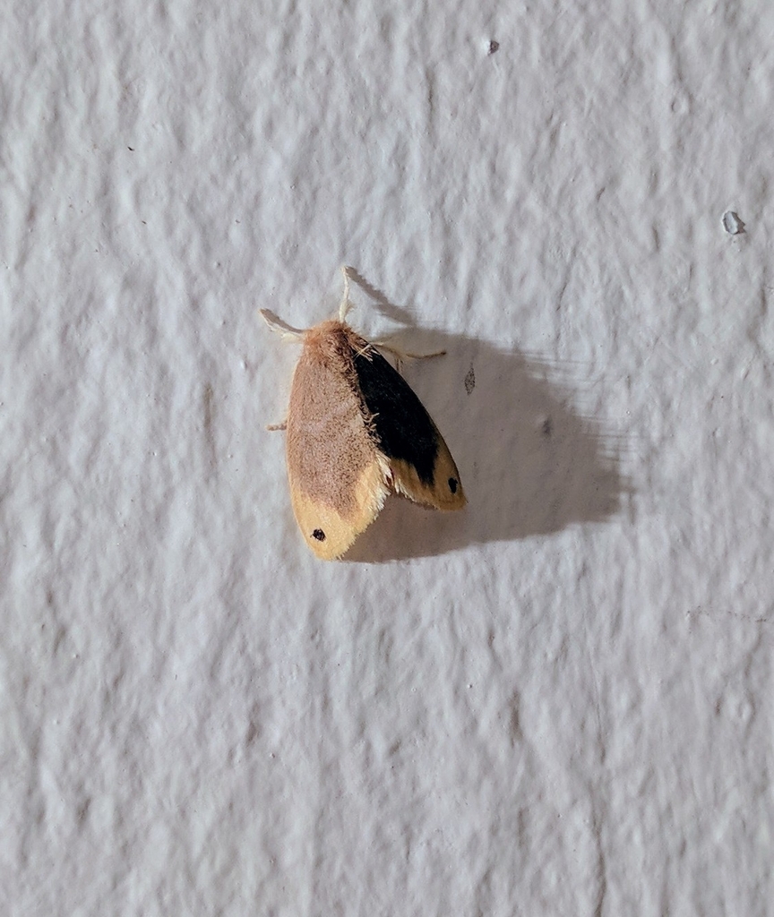 Toxoproctis celidota