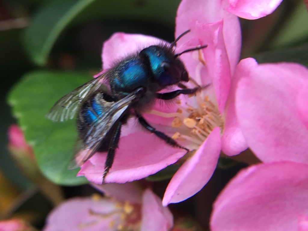 Blueberry Mason bee