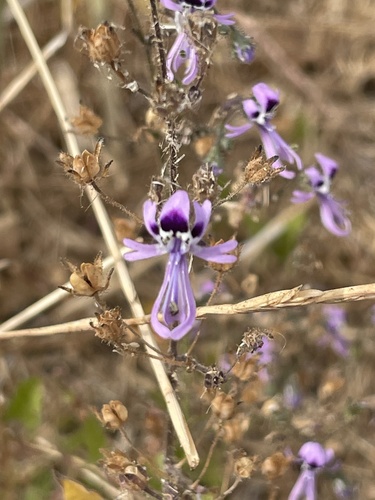 Foto de Flor-borboleta