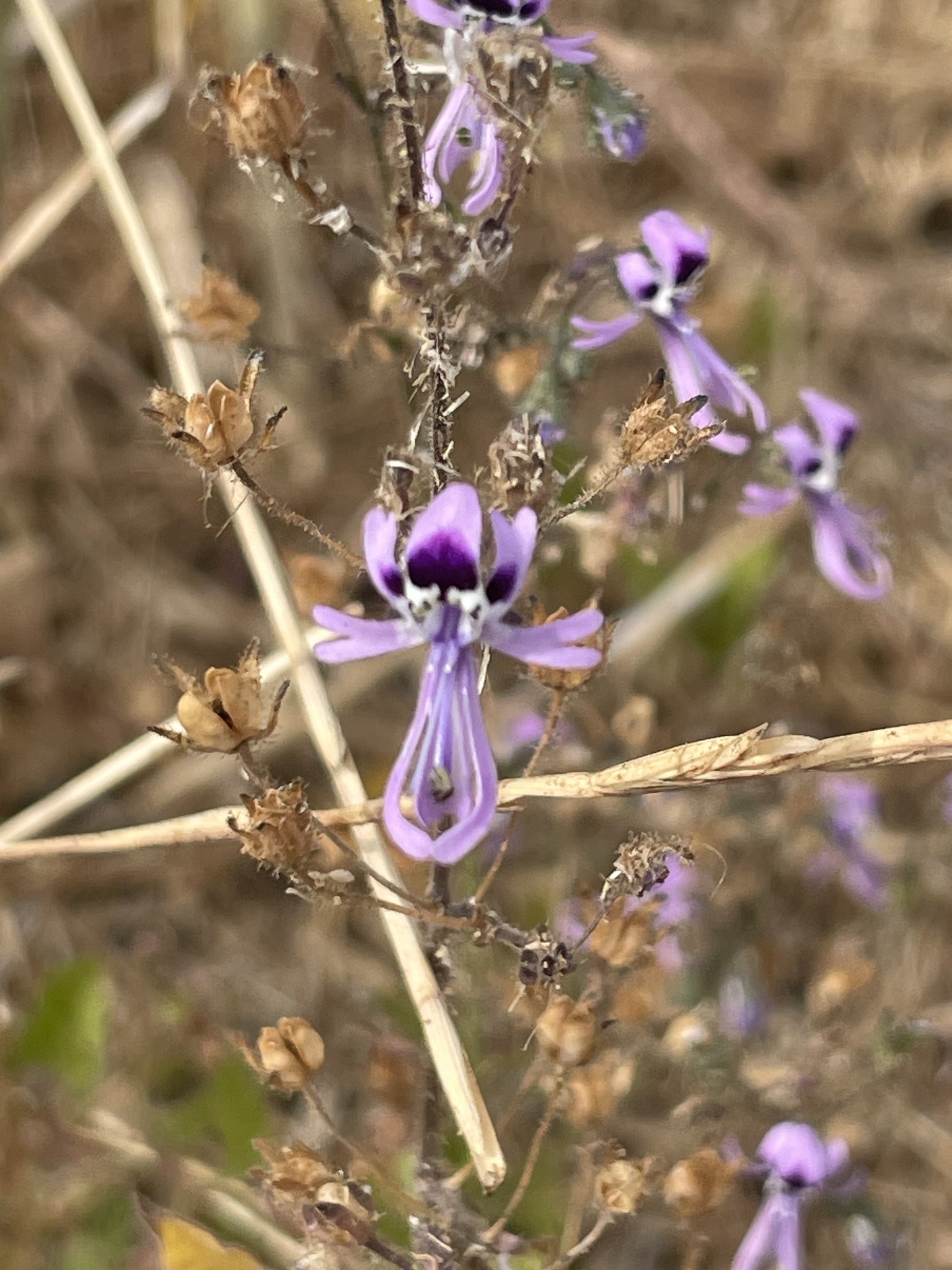 Imagem de Flor-borboleta
