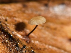 Gloiocephala