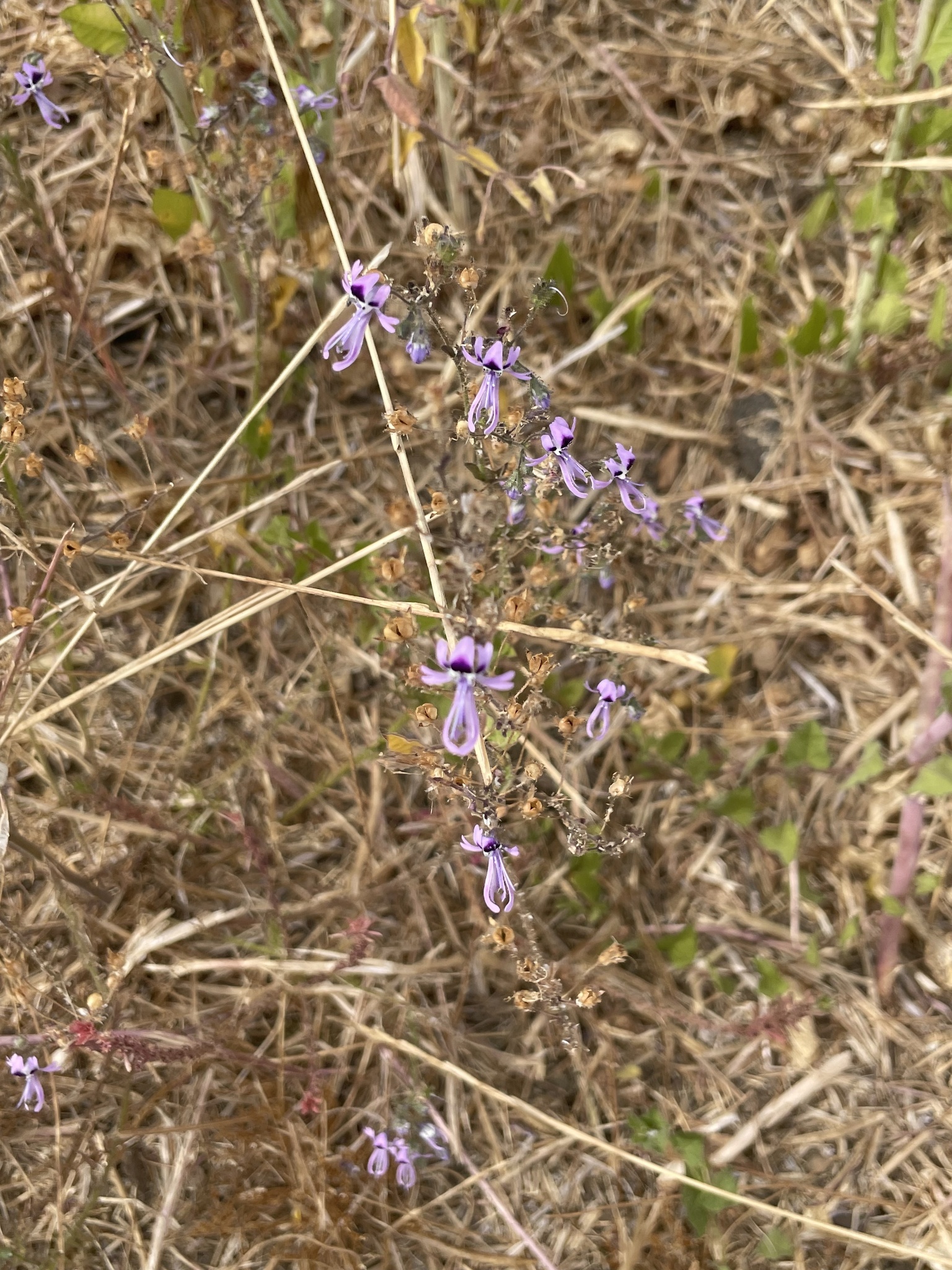 Imagem de Flor-borboleta