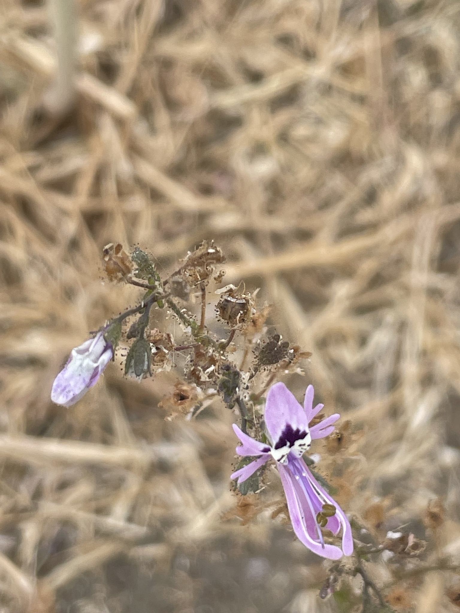 Imagem de Flor-borboleta