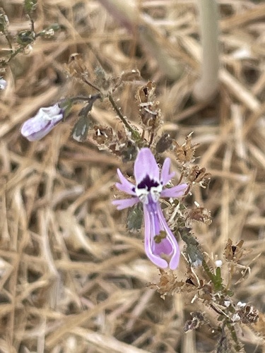 Foto de Flor-borboleta