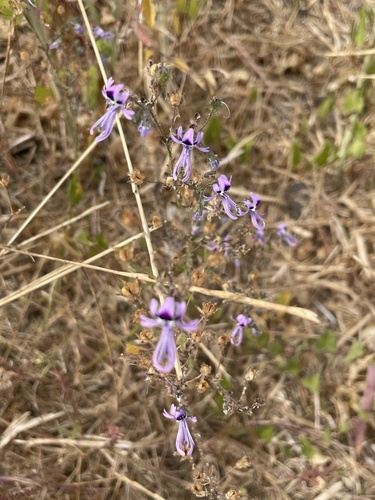 Foto de Flor-borboleta