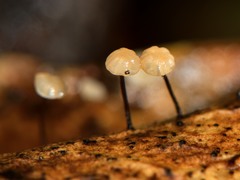 Gloiocephala