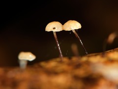 Gloiocephala