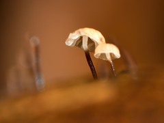 Gloiocephala