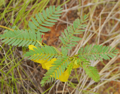Chamaecrista fasciculata