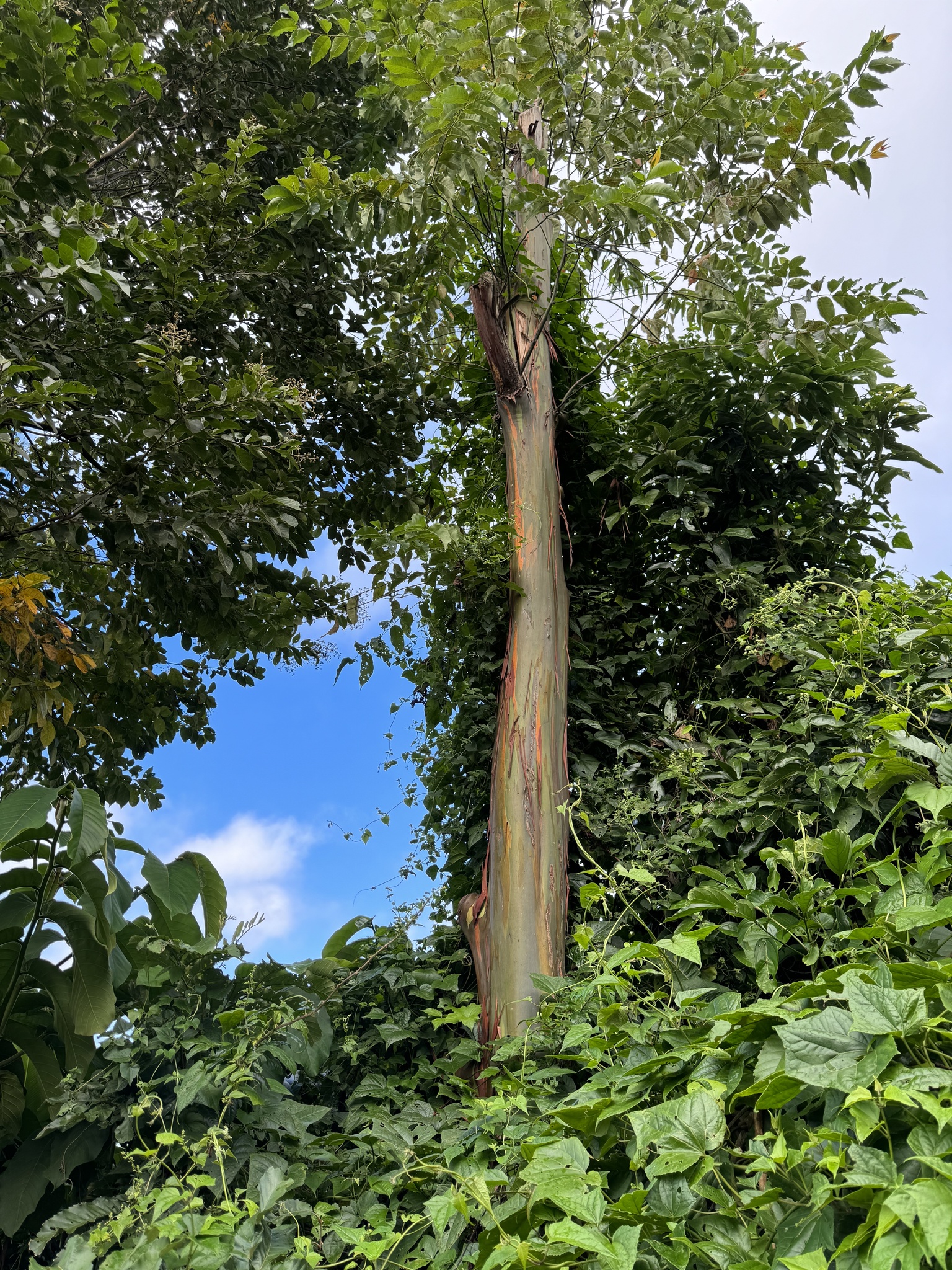 Imagem de Eucalipto Arco-Íris