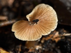 Entoloma aromaticum