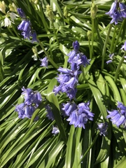Hyacinthoides non-scripta