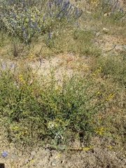 Acmispon glaber