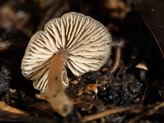 Entoloma aromaticum