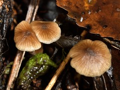 Entoloma aromaticum