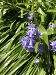 Hyacinthoides non-scripta