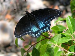 Limenitis arthemis arizonensis