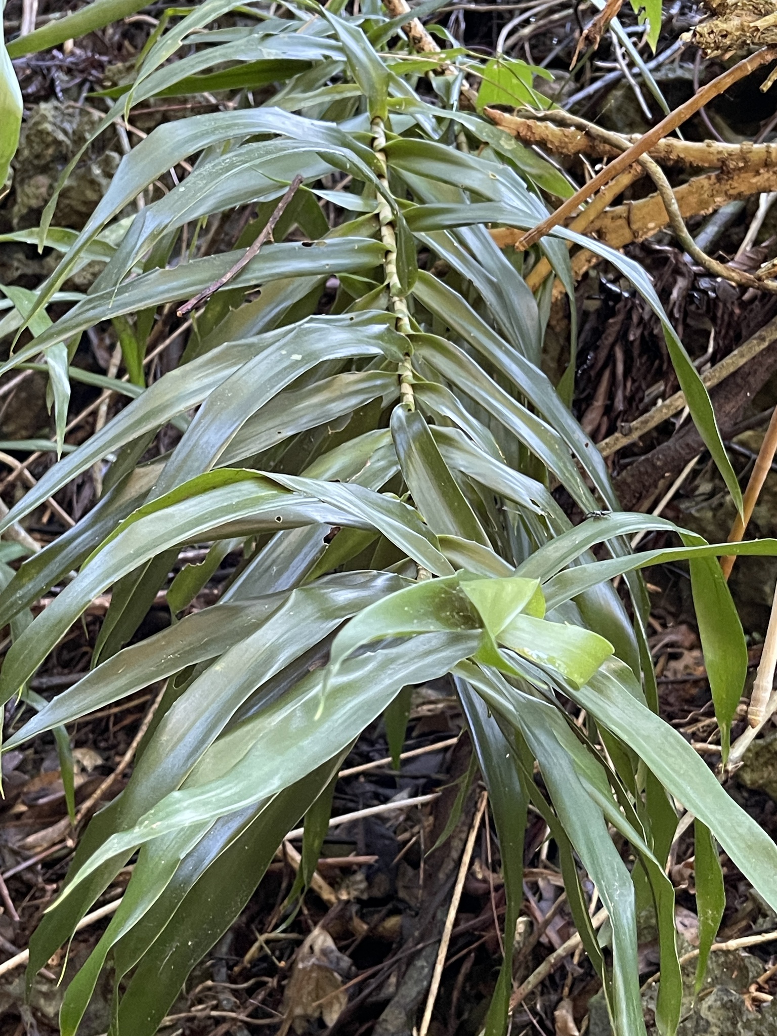 Imagem de Dracena Reflexa