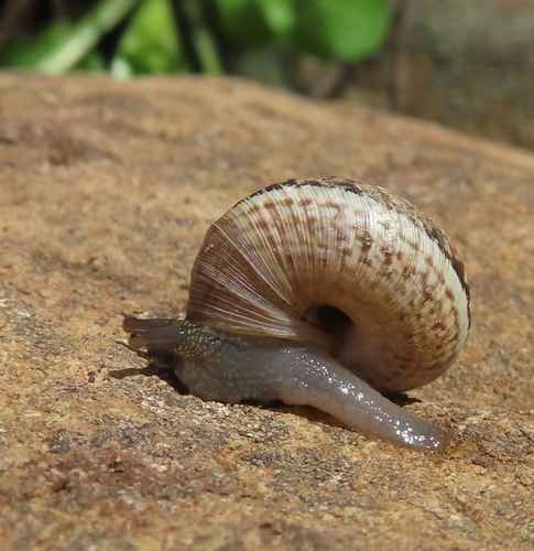 Helicella cistorum