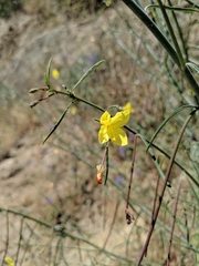 Eulobus californicus