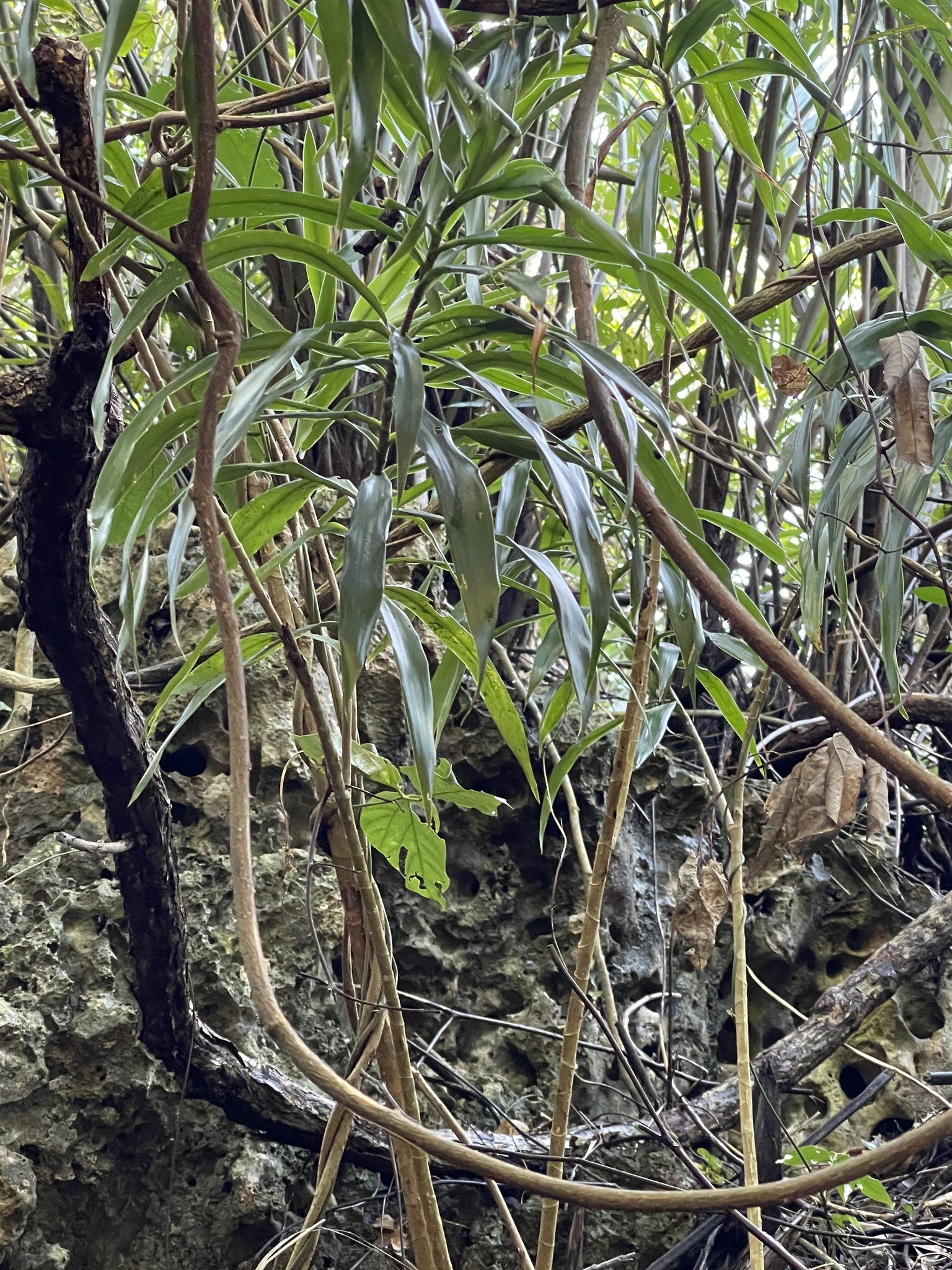 Imagem de Dracena Reflexa