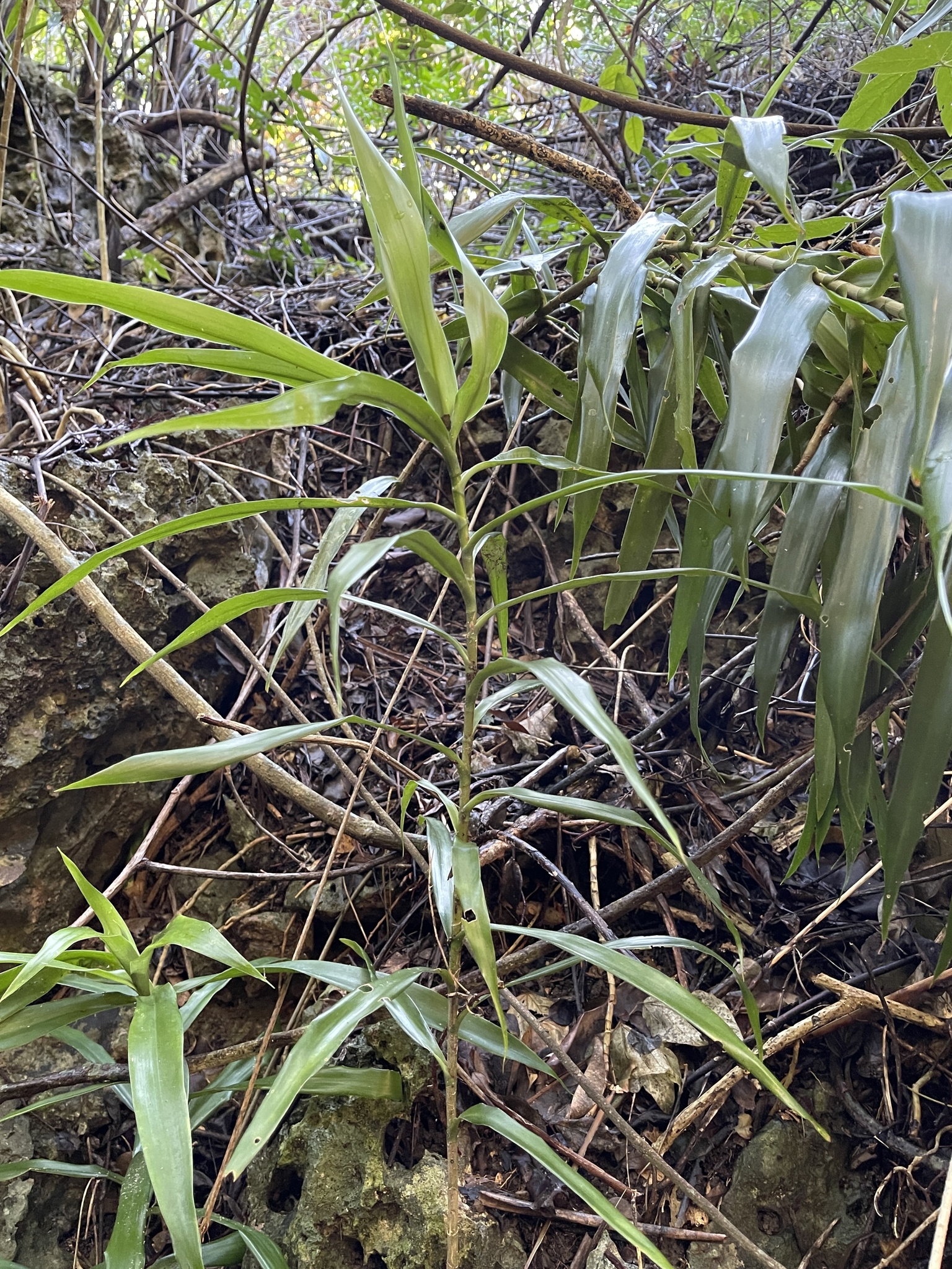 Imagem de Dracena Reflexa