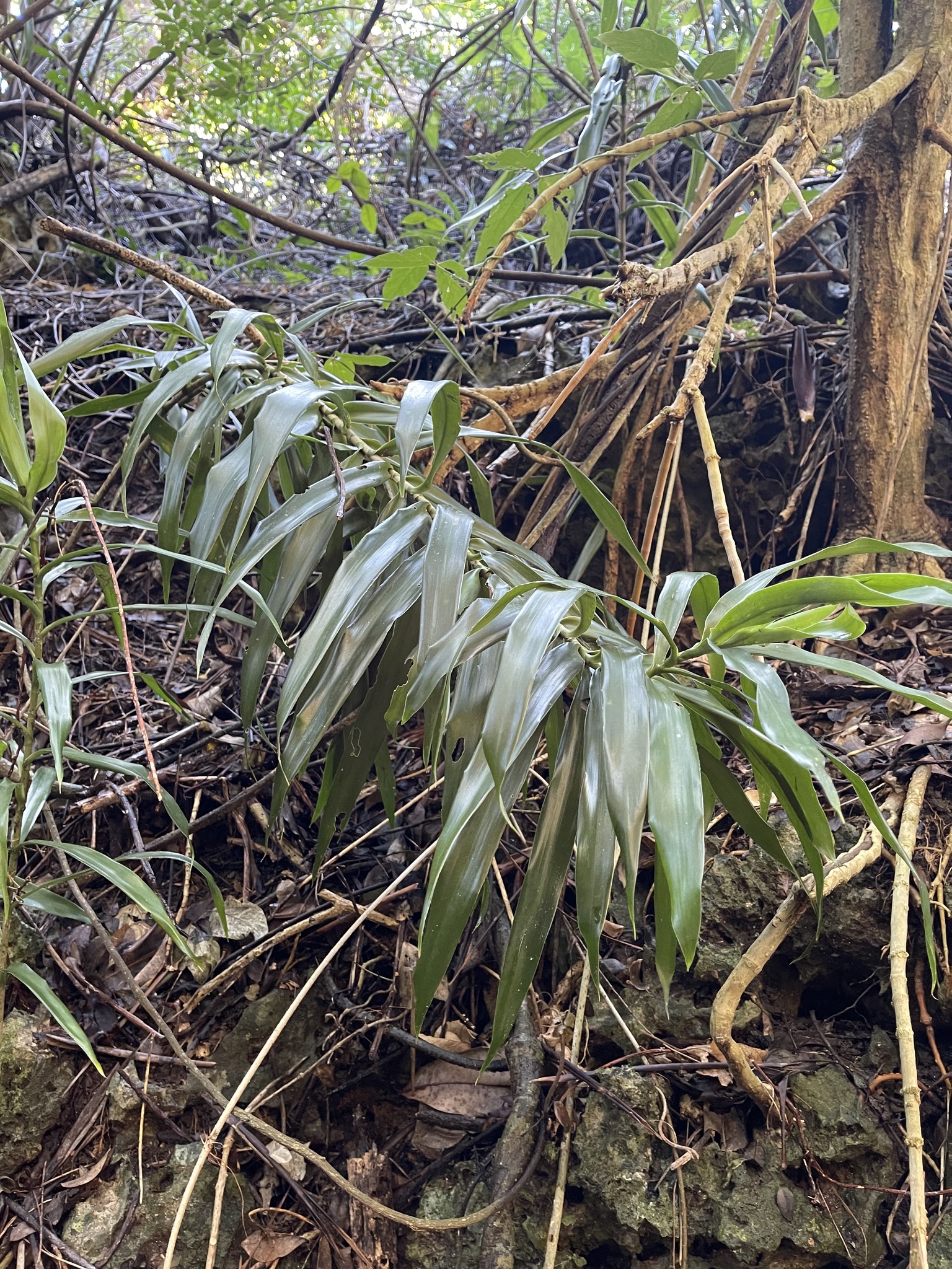 Imagem de Dracena Reflexa